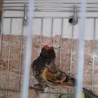 گلبسر نر مست مست جفتیه قناری|پرنده|ساوه, |دیوار