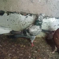 کفترباخت رفته