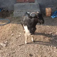 بزفروشی|حیوانات مزرعه|ازنا, |دیوار