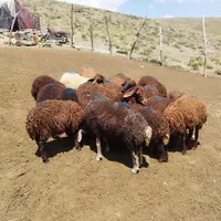 بره نر و ماده|حیوانات مزرعه|زنجان, |دیوار