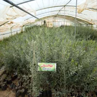 نهال زیتون خوراکی حاج عبدالله