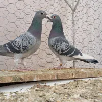 نروماده پولک شاهپر|پرنده|فردوس (خراسان), |دیوار