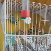 کوتوله برزیلی جفت خوشرنگ|پرنده|مشهد, تلگرد|دیوار