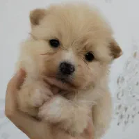 سگ پشمالو پاکوتاه پامر کراس