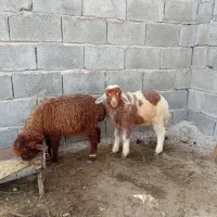 بره نر و ماده