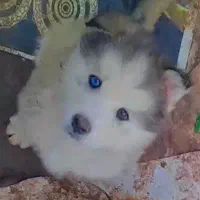 هاسکی|سگ|رشت, حومه رشت|دیوار