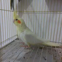 جوجه عروس هلندی