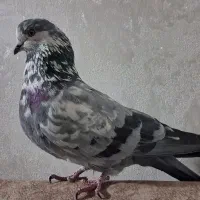 کبوتر نر گرفتنی