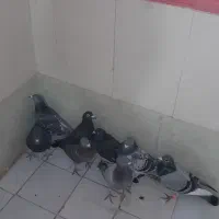 کبوتر پرشی|پرنده|باشتین, |دیوار