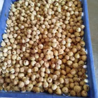 انجیر ارگانیک|خوردنی و آشامیدنی|شیراز, شهرک پرواز|دیوار