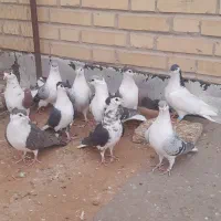 ساده جوانه پرشی|پرنده|بجنورد, |دیوار