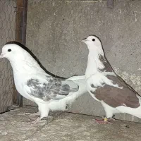 کبوتر پرشی|پرنده|بندرعباس, |دیوار