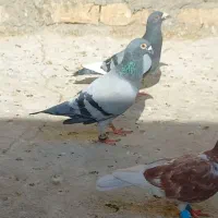 کفتر سبز معاوضه با کله سینه طوقی خال ساده|پرنده|مشهد, منزل آباد|دیوار