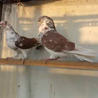 یه مشت کفتر خوب