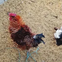 ۲ خروس|حیوانات مزرعه|شاهرود, |دیوار