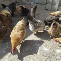 مرغ محلی تخم گذار