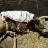 افتاده کسل حال گاو