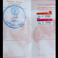 واگذاری گربه دستی|گربه|کرمانشاه, |دیوار