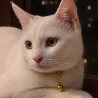 واگذاری گربه نر