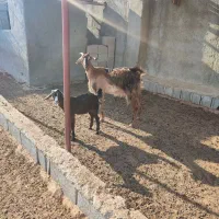 بز. کهره .میش|حیوانات مزرعه|چغادک, |دیوار