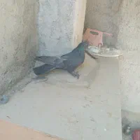 کفتر
