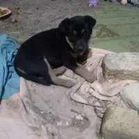 واگذاری رایگان