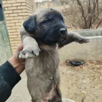 واگذاری توله سرابی اصیل