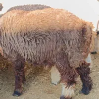 بره و قوچ و بره قوچی|حیوانات مزرعه|شهرضا, |دیوار