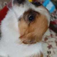 این سگ پیدا شده