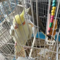 ۶عدد عروس هلندی باقفس و وسایل ارژون