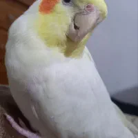 عروس هلندی گمشده