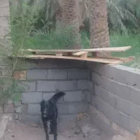 سگ قدریجانی