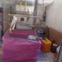 قیمت ۲ میلیون