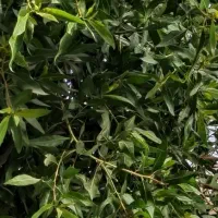 سازه گلخانه