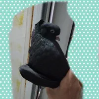 یک عدد کبوتر صرب