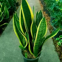 گل و گیاه|گل و گیاه طبیعی|بندر ماهشهر, |دیوار