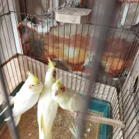 سلام جوجه عروس نژاد 6تخمه برای دستی کردن