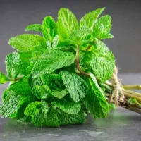 نعناخشک|خوردنی و آشامیدنی|قم, حاج خلیل|دیوار