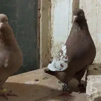 سینه زرد سرخ نواخت بشرط جوجه