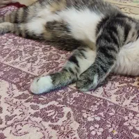 گربه|گربه|شیراز, دست خضر|دیوار