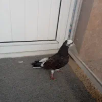 گمشده|حیوانات|کرمانشاه, |دیوار