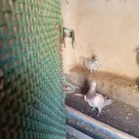 جفت کفتر سار معاوضه هم میشود