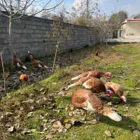 بوقلمون بوربن