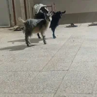 فروش ۲ عدد کره محلی|خوردنی و آشامیدنی|زرند, |دیوار