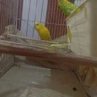 یک جفت مرغ عشق مولد با قفس و لوازم