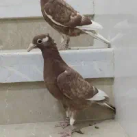 جوجه میولمنز کاکولی