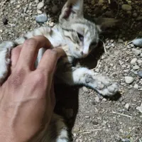 گربه برای واگذاری
