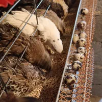 فروش بلدرچین وتخم بلدرچین