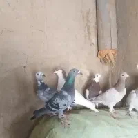 کفتر|پرنده|بردسکن, |دیوار