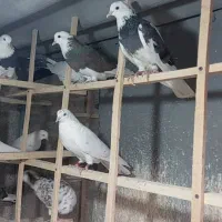 20عدد کبوتر پرشی تهرونی یکجا